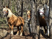 29 Tre bei cavalli di Sonzogno nel bosco